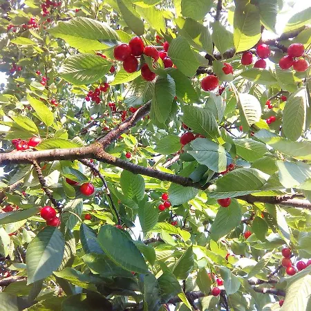 Apartment Helena Airport