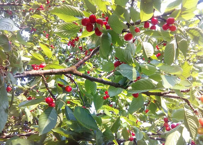 Apartament Helena Airport